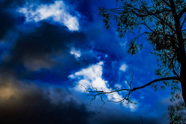 A serene view of silhouetted trees against a dramatic, cloud-filled sky at sunset in Sydney, NSW, Australia. (Photo by Tara Chand Malhotra)