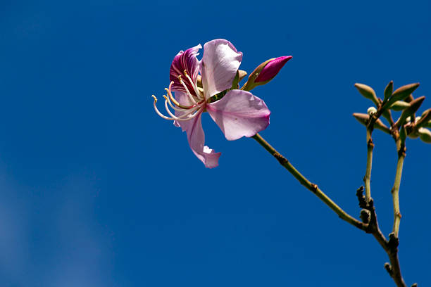 A vibrant branch of Orchid Tree (Bauhinia Variegata Purpurea) flowers stands out against a clear blue sky in Sydney, New South Wales, Australia. (Photo by Tara Chand Malhotra)