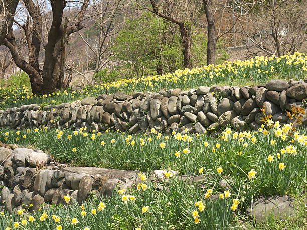 Color image depicting fresh snowdrop flowers and old gravestones in an ancient cemetery in spring time.