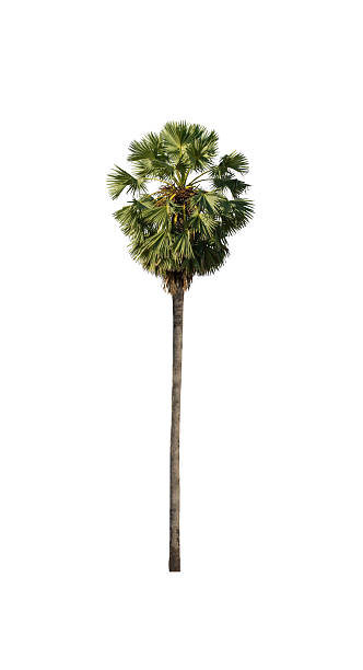 istock sugar palm that are isolated on a white background 2236840472