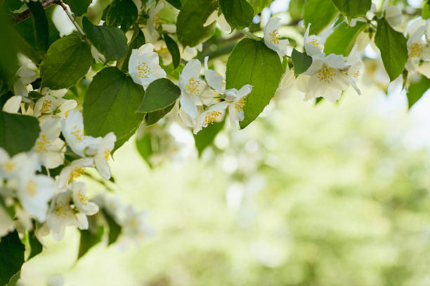 Light branch of blooming jasmine on a blurry background.