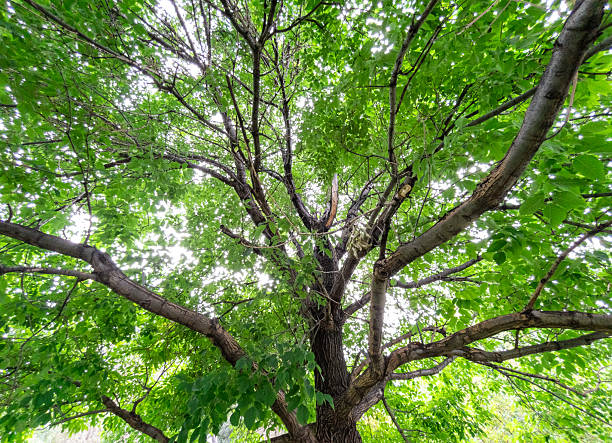 istock Green tree branches and leaves against bright sky 2236842317