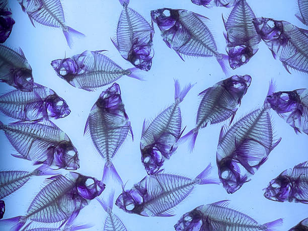 Abstract photo of a fish specimen