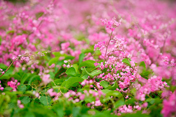 A captivating scene of vibrant pink flowers blooming with a soft green backdrop, showcasing the beauty of nature and the tranquility of a summer garden setting.