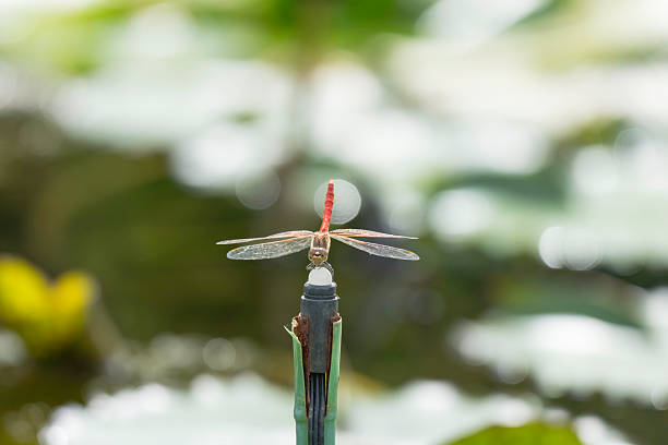 Background material with a motif of insects in the natural environment