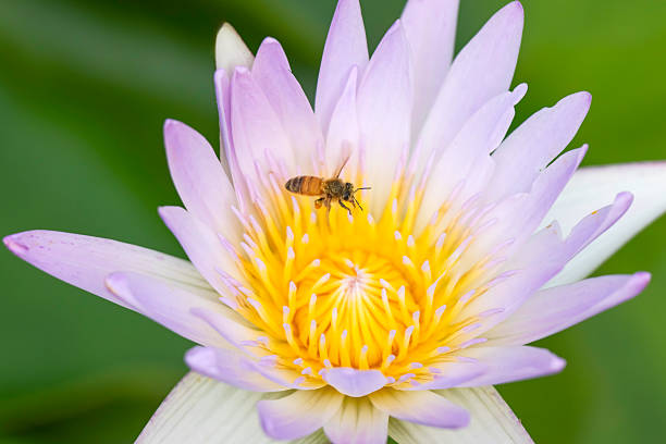 Background material with a motif of insects in the natural environment