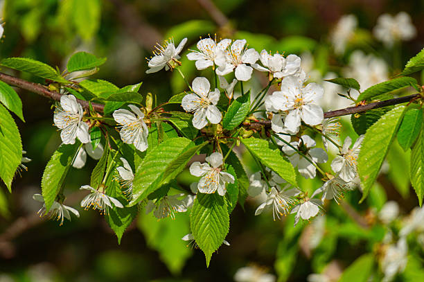 istock Blooming cherry tree in the spring garden 2236847787