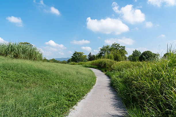 Narrow timber boardwalk into a green field on the hill, boarded path, or promenade, causeway typically built with wooden planks