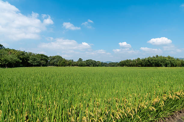 The rice fields in the farm