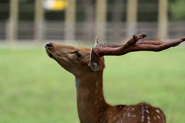 The deer in the zoo