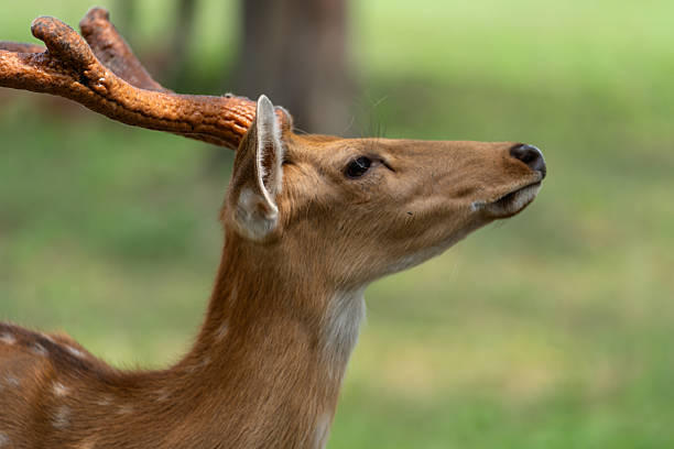 The deer in the zoo