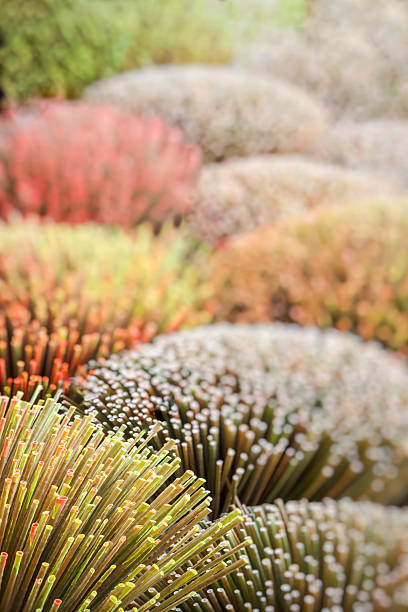 Dry Krajood, various colors to decorate