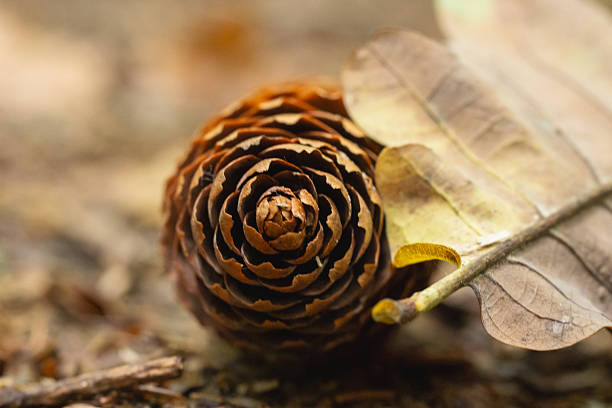 A pine cone close up.