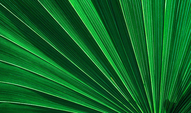 istock abstract palm leaf natural green background. 2236850929