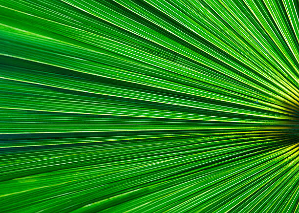 istock abstract palm leaf natural green background. 2236850931
