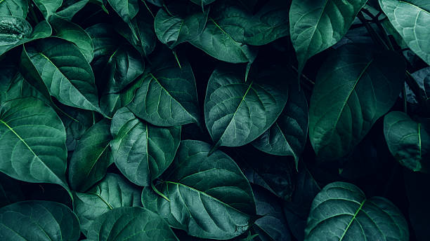istock Full Frame of Green Leaves Pattern Background 2236850942