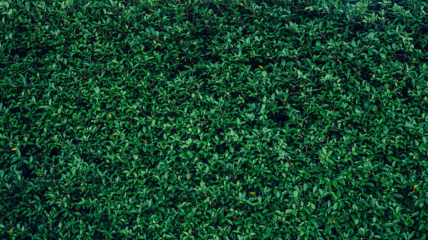 istock Full Frame of Green Leaves Pattern Background 2236850971