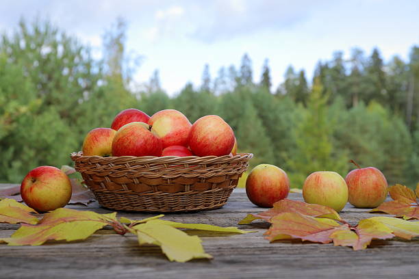 A wicker basket, filled with fresh apples, stands among the foliage and fruits on an old wooden table, surrounded by an autumn forest landscape.
