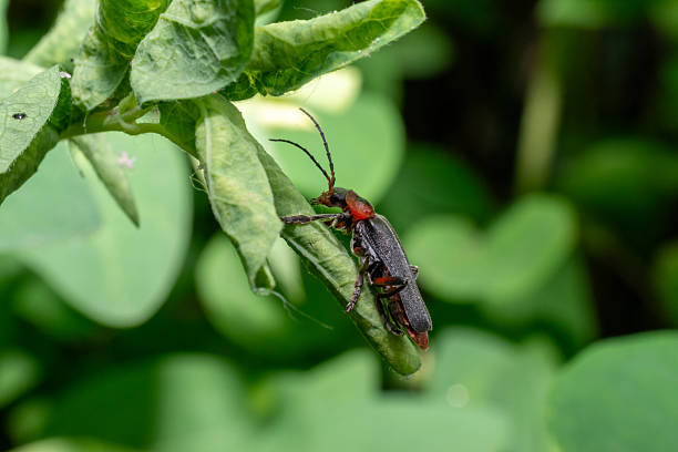 istock Macro of soldier beetle 2236851120