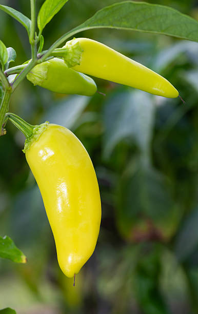 istock Yellow peppers growing in the garden 2236852286