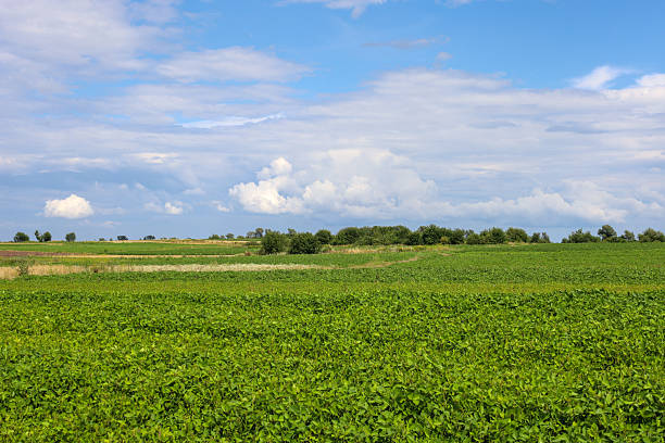 istock Endless fields stretch to the horizon, creating an idyllic rural landscape. A magnificent blue sky adorned with fluffy white clouds spreads out above them. 2236852572