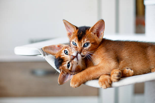 Abyssinian ruddy kittens playing, biting, licking each other. Red cats resting on hammock.