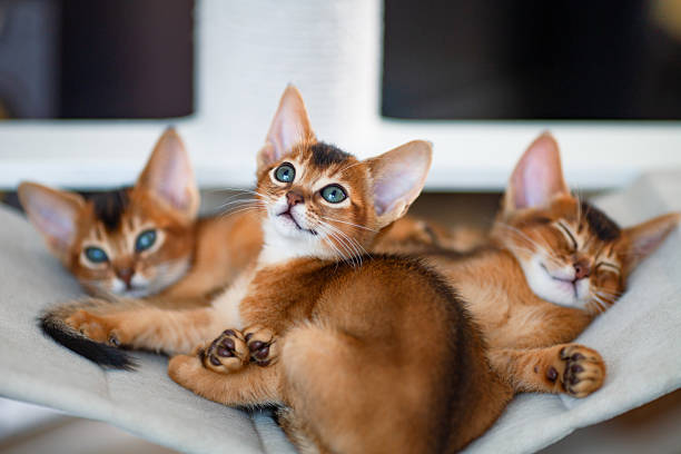 istock Three red kittens resting on hammock on scratching post. Two month old abyssinian ruddy kittens at home interior. 2236853515