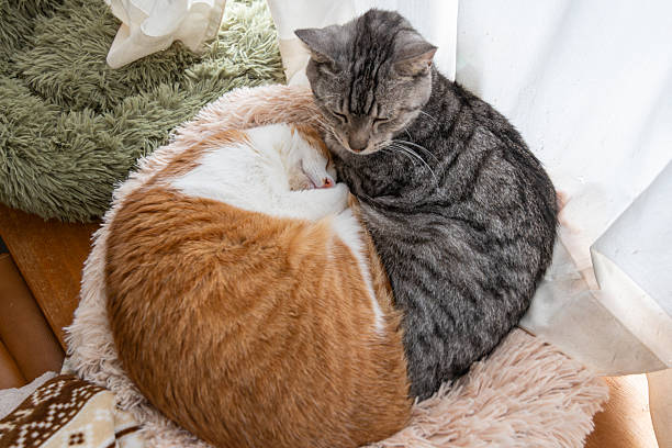 istock Two cute cats relaxing by the window 2236855393