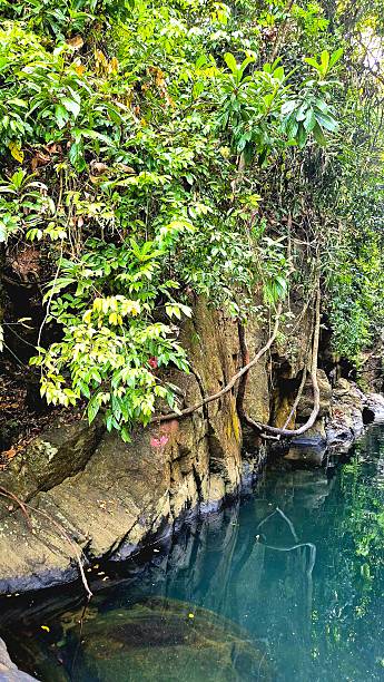 istock tropical plants in jungle 2236860547