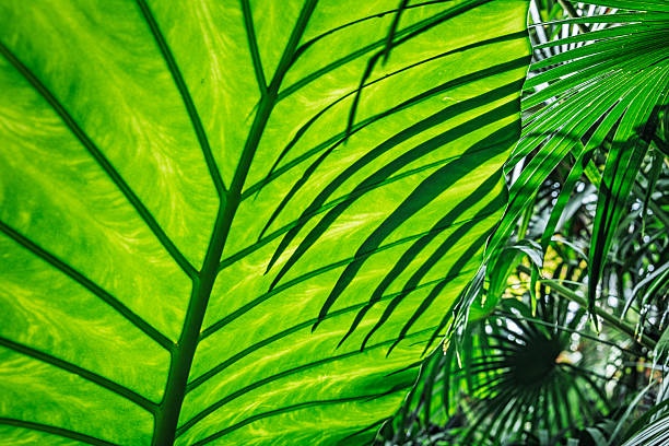 Artistic close-up of a taro leaf (Colocasia esculenta) illuminated by sunlight, with the distinct shadow of a palm frond projected across its surface. The interplay of light and shadow reveals the intricate venation and smooth texture of the taro leaf, while the silhouetted palm pattern adds depth and contrast. Captured in a lush tropical setting, the image highlights the layered beauty of plant morphology and the dynamic relationship between foliage and filtered light.