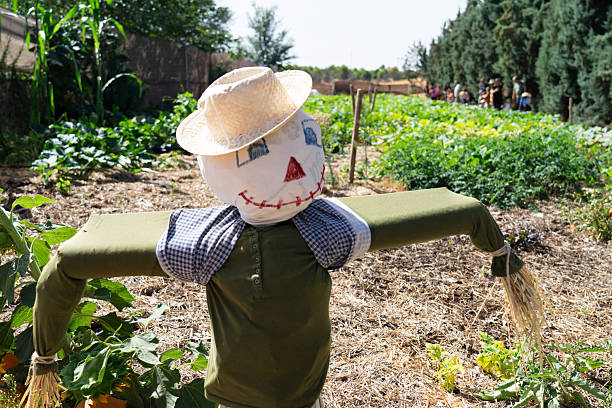 Smiling handmade scarecrow stands in a green vegetable garden under bright sunlight