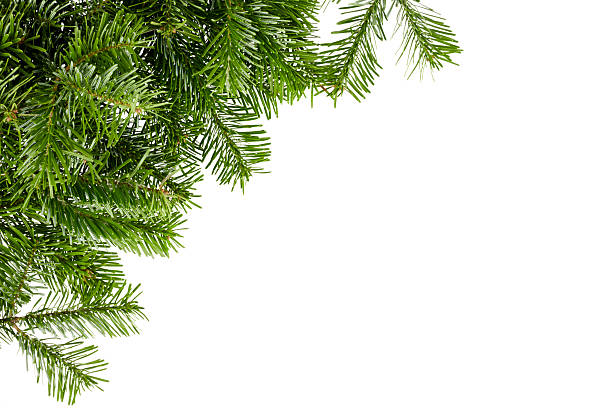 christmas fir tree branches in corner isolated on white