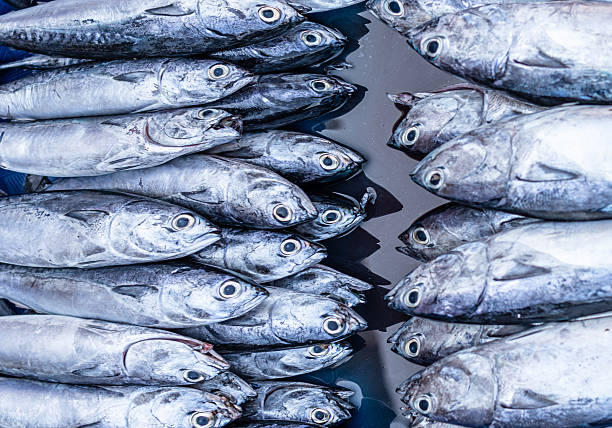 istock Fresh fish at the seafood market 2236861673