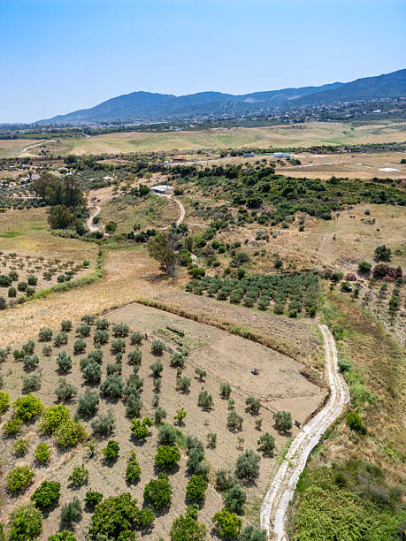Olive trees field in Andalusia