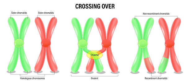istock Chromosomal crossover. Crossing over of chromosome. Crossing over between the non-sister chromatids of the homologous chromosome. Genetic recombination. 2236862301