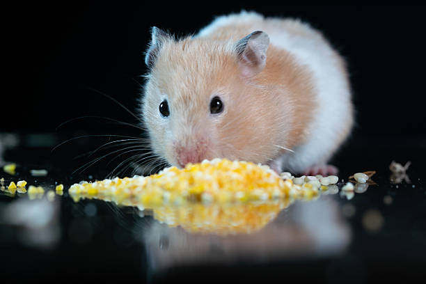 istock A golden Syrian hamster studio shot looking  for food 2236862409