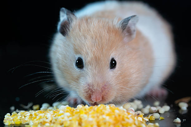 istock A golden Syrian hamster studio shot looking  for food 2236862410