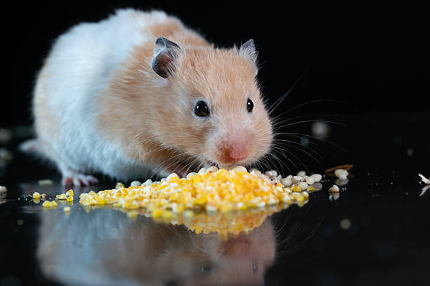 istock A golden Syrian hamster studio shot looking  for food 2236862412