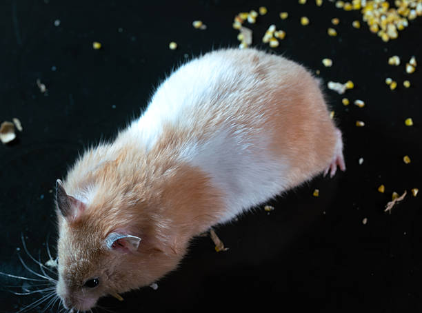 cute golden hamster