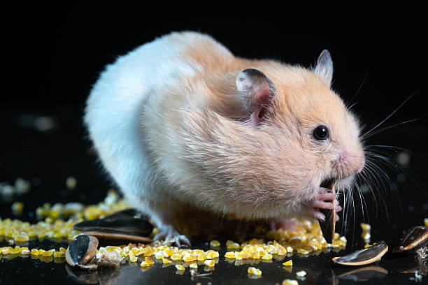istock A golden Syrian hamster studio shot looking  for food 2236862510