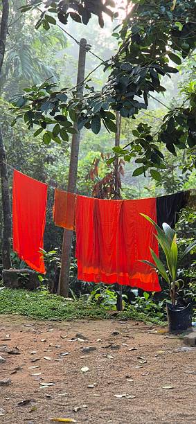 istock orange color in tropical rain forest 2236863356