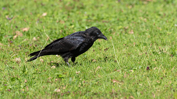 istock German Raven in the fields beside the River Rhine 2236868975