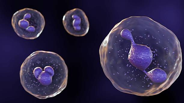 istock 3D illustration model of a neutrophil 2236870682