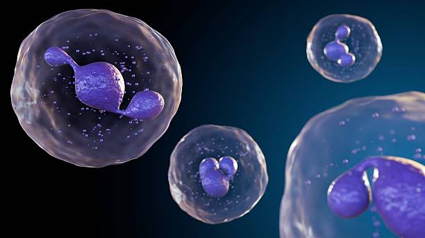 istock 3D illustration model of a neutrophil 2236870692