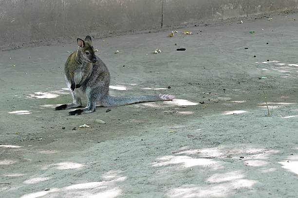 Wallaby at a zoo in Hungary.