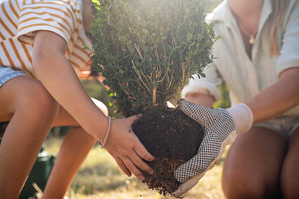 istock Two people planting a small tree together in a garden 2236873255