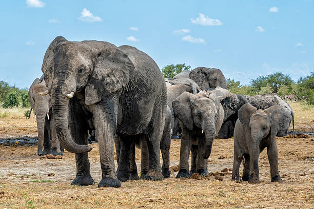 istock Elephant herd in Etosha National Park in Namibia 2236874376