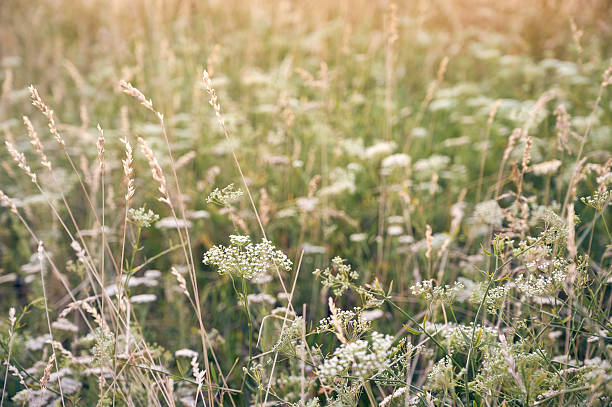 istock Flower field in soft warm light. 2236874450