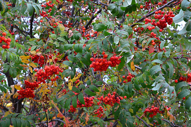 istock Rowan Tree Laden with Ripe Red Berries in Autumn 2236874699