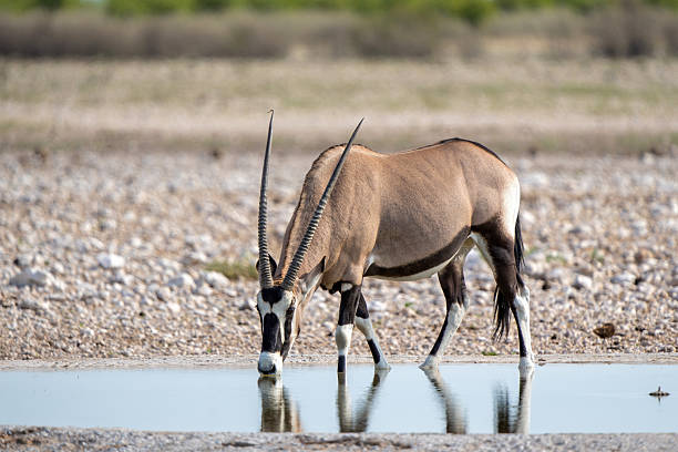 Oryx, African oryx, or gemsbok (Oryx gazella) searching for water and food in the dry Etosha National Park in Namibia